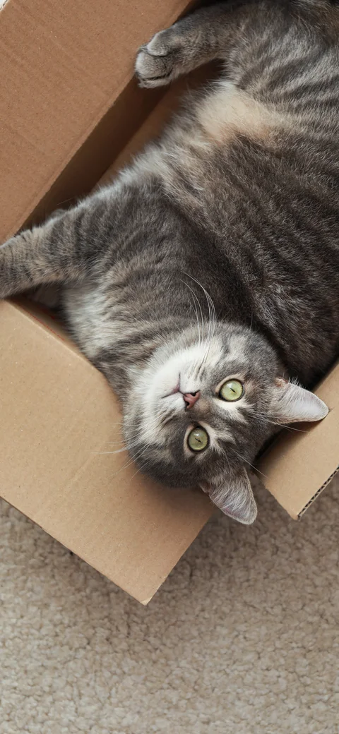 デモ：段ボール箱に入った猫の画面